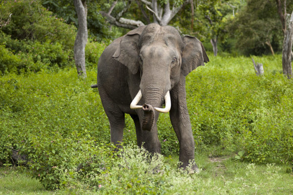 Mysore Coorg Wayanad