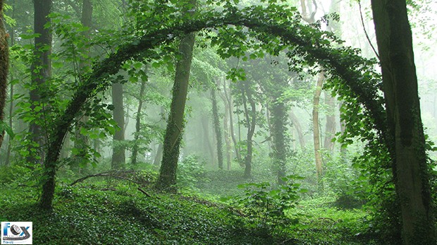 Bangalore Mysore Coorg Ooty Tour