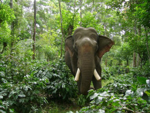 Bandipur National Park