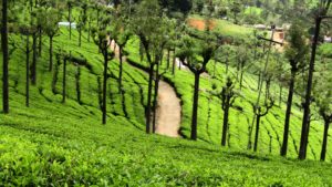 Things To Do In Ooty